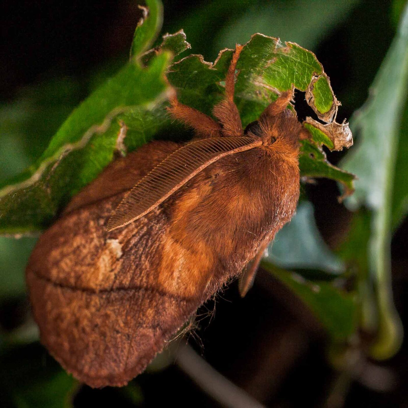2017-07-31 - NSG Brandheide Recklinghausen
