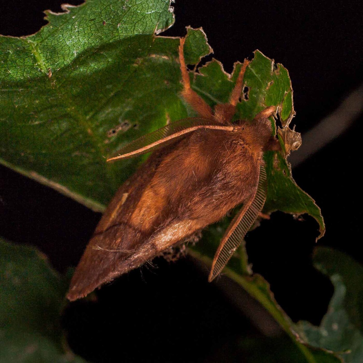 2017-07-31 - NSG Brandheide Recklinghausen