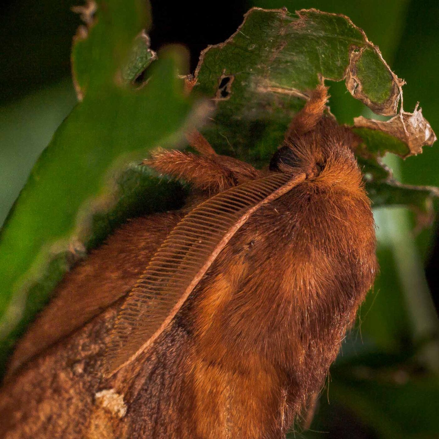 2017-07-31 - NSG Brandheide Recklinghausen