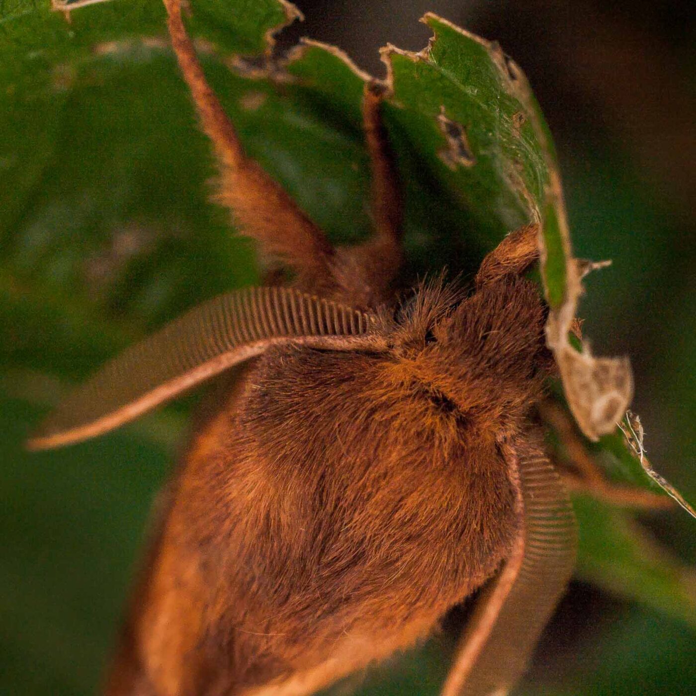 2017-07-31 - NSG Brandheide Recklinghausen