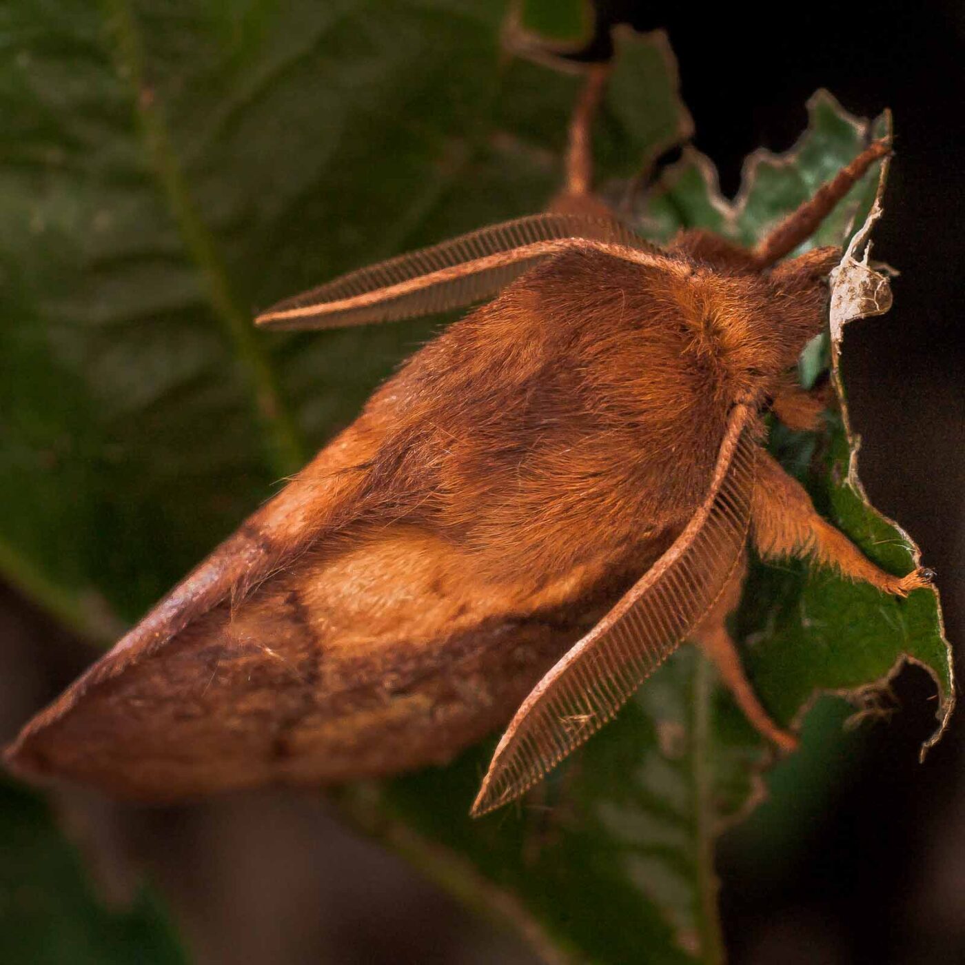 2017-07-31 - NSG Brandheide Recklinghausen
