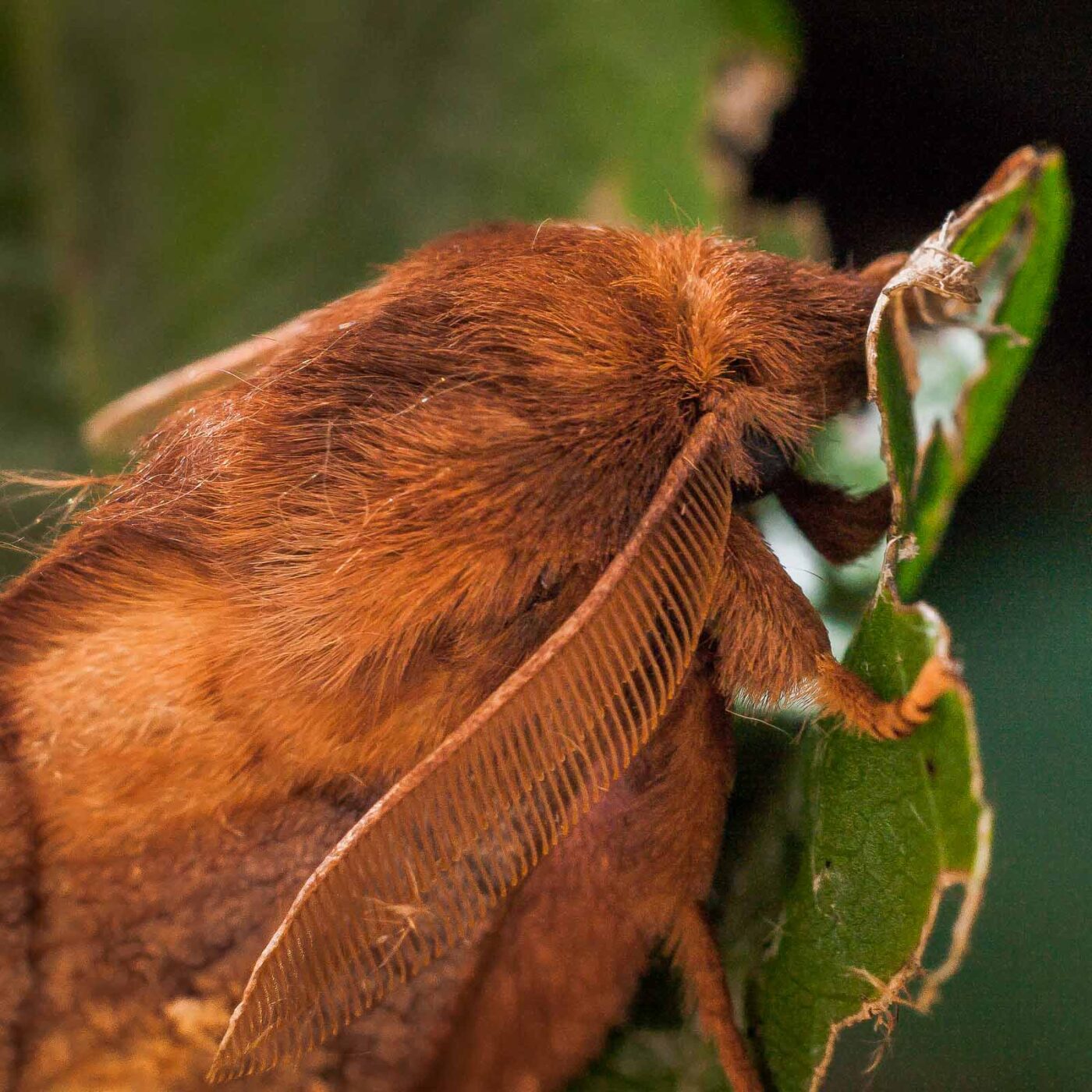 2017-07-31 - NSG Brandheide Recklinghausen
