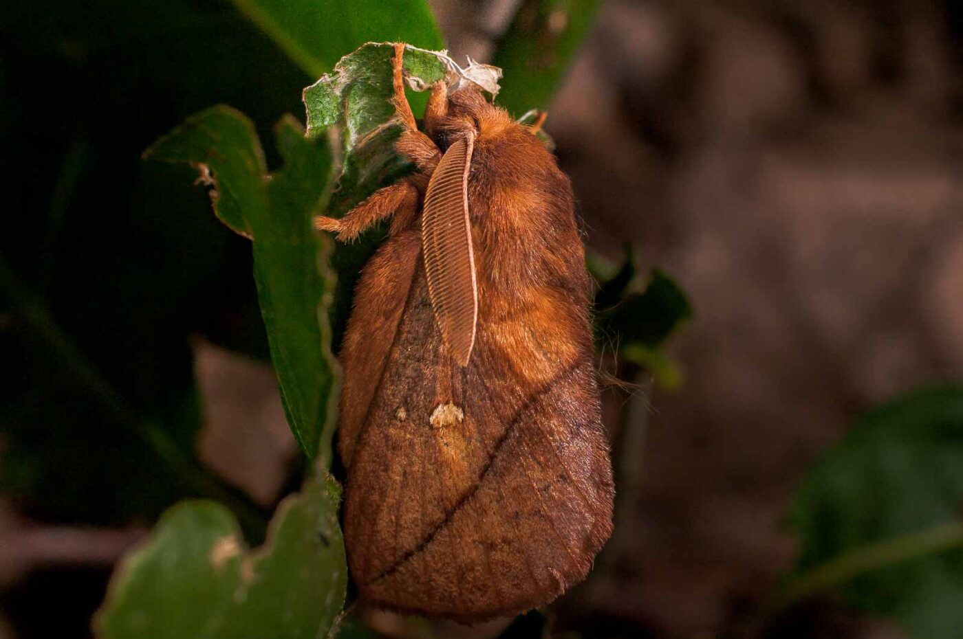 2017-07-31 - NSG Brandheide Recklinghausen