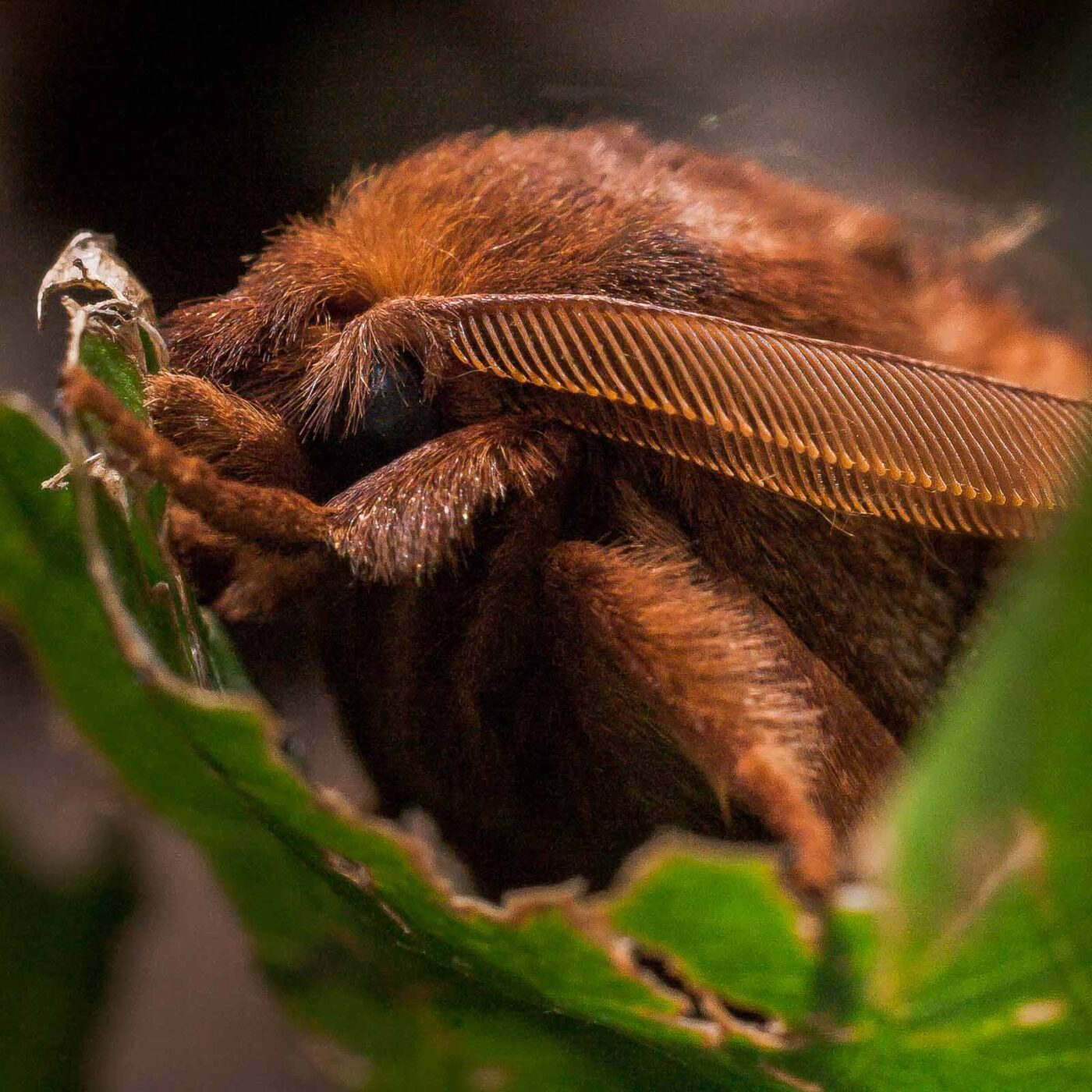 2017-07-31 - NSG Brandheide Recklinghausen