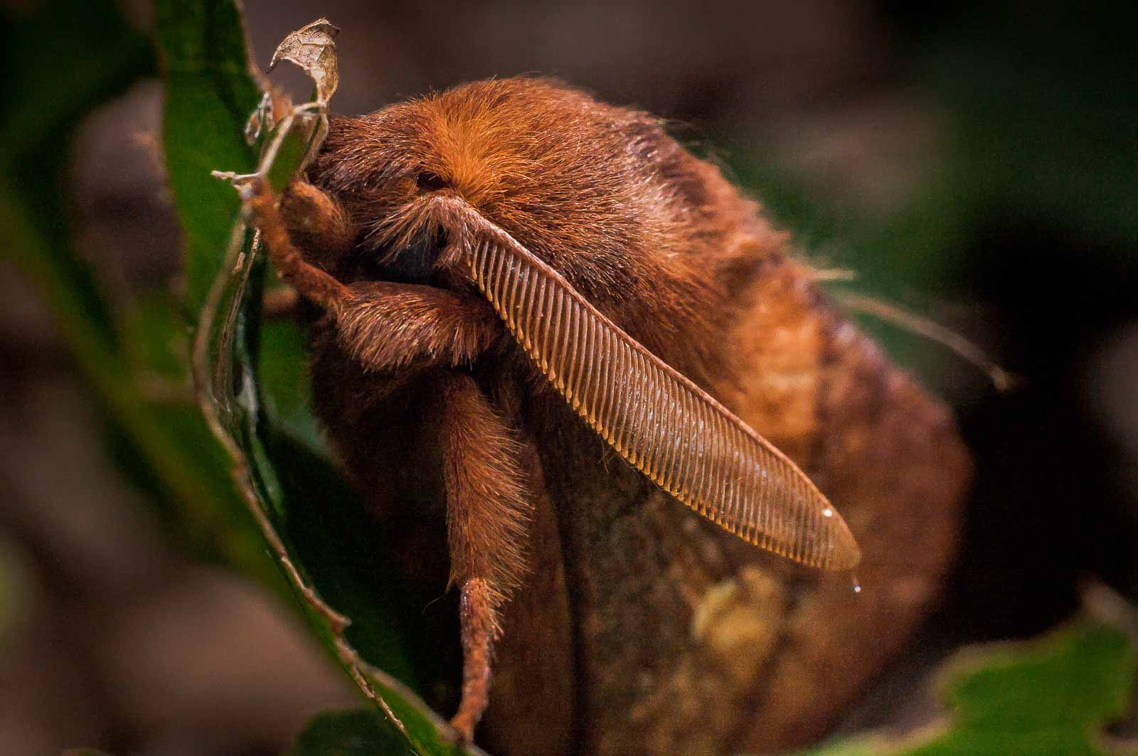 2017-07-31 – NSG Brandheide Recklinghausen