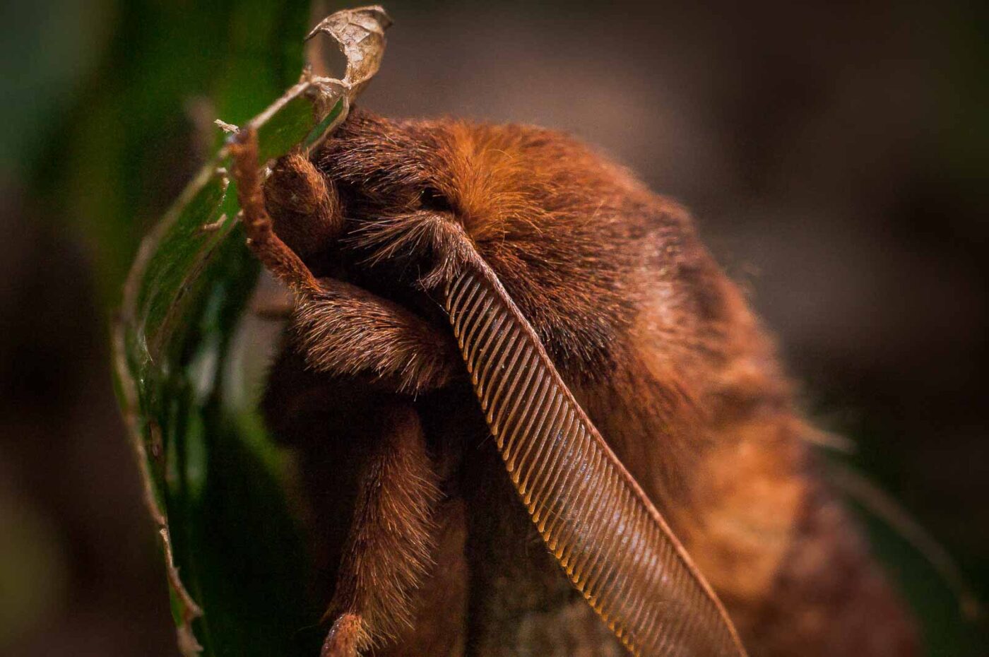 2017-07-31 - NSG Brandheide Recklinghausen