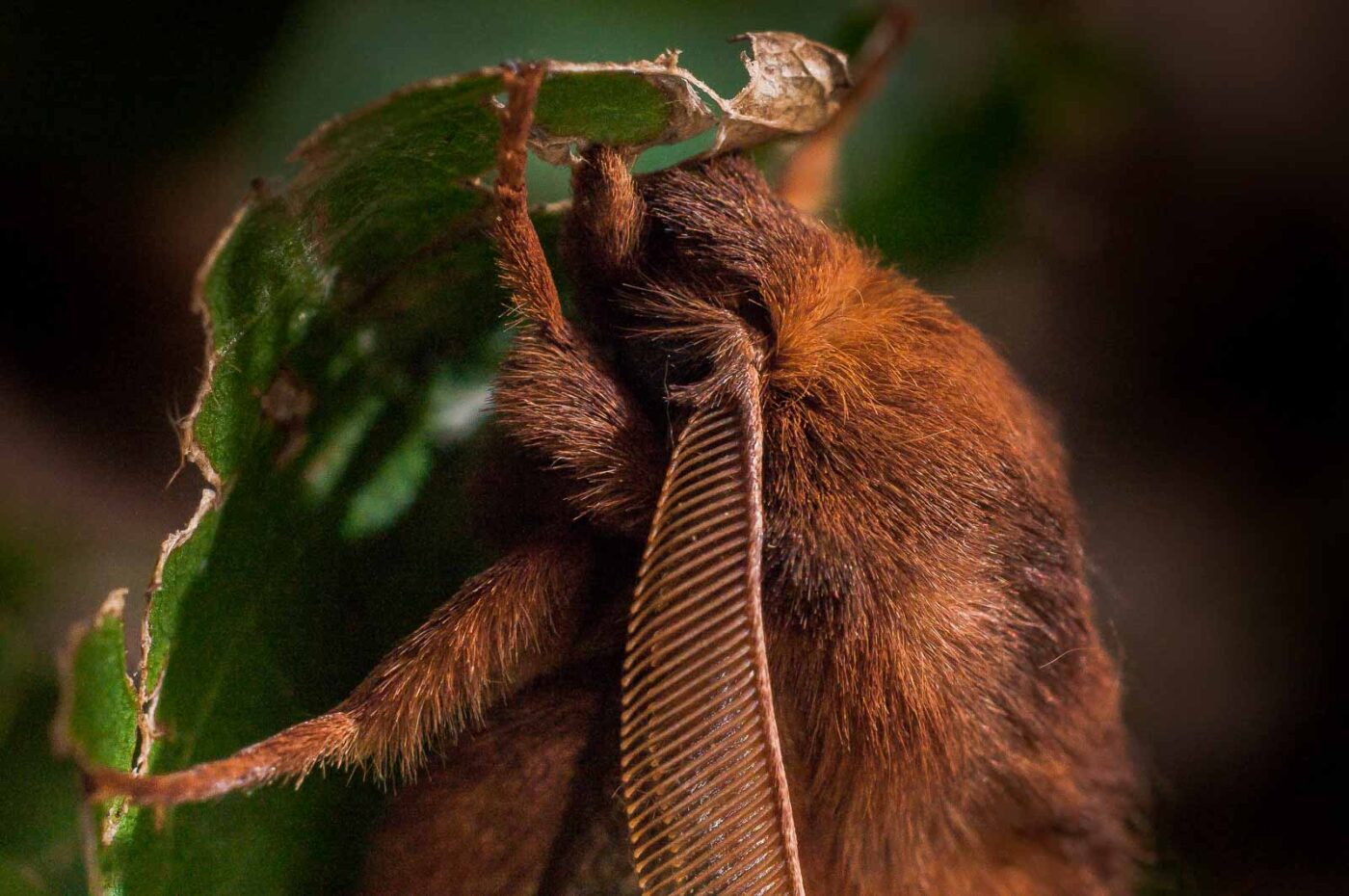 2017-07-31 - NSG Brandheide Recklinghausen