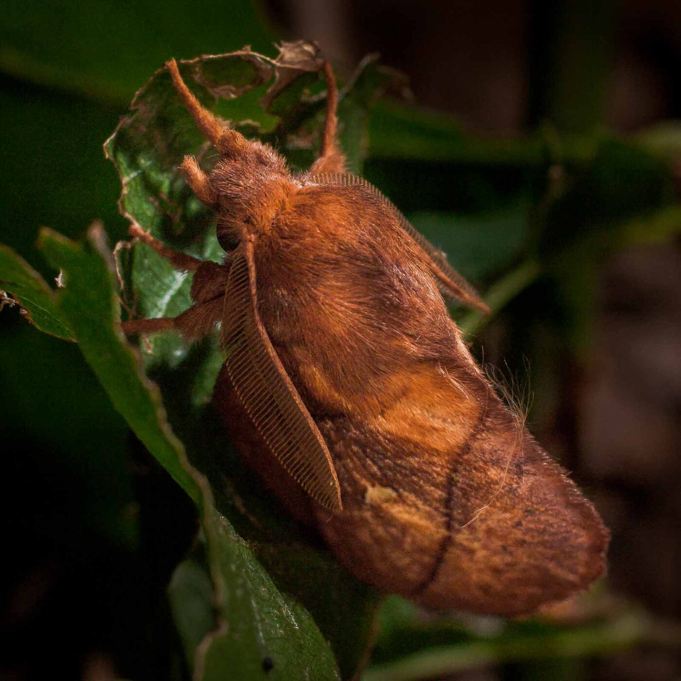 2017-07-31 - NSG Brandheide Recklinghausen