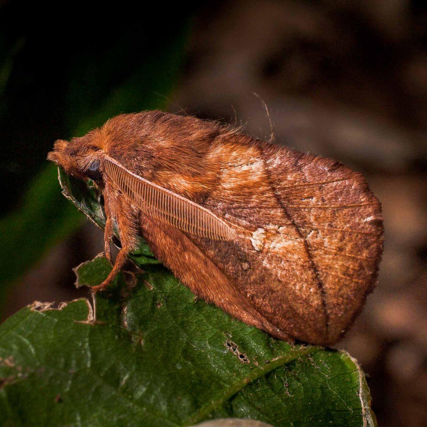 2017-07-31 - NSG Brandheide Recklinghausen