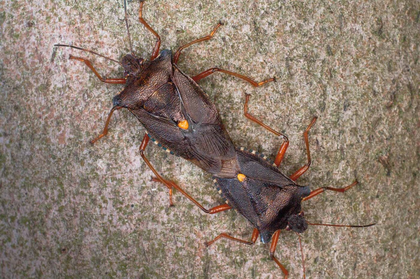 2017-07-31 - NSG Brandheide Recklinghausen