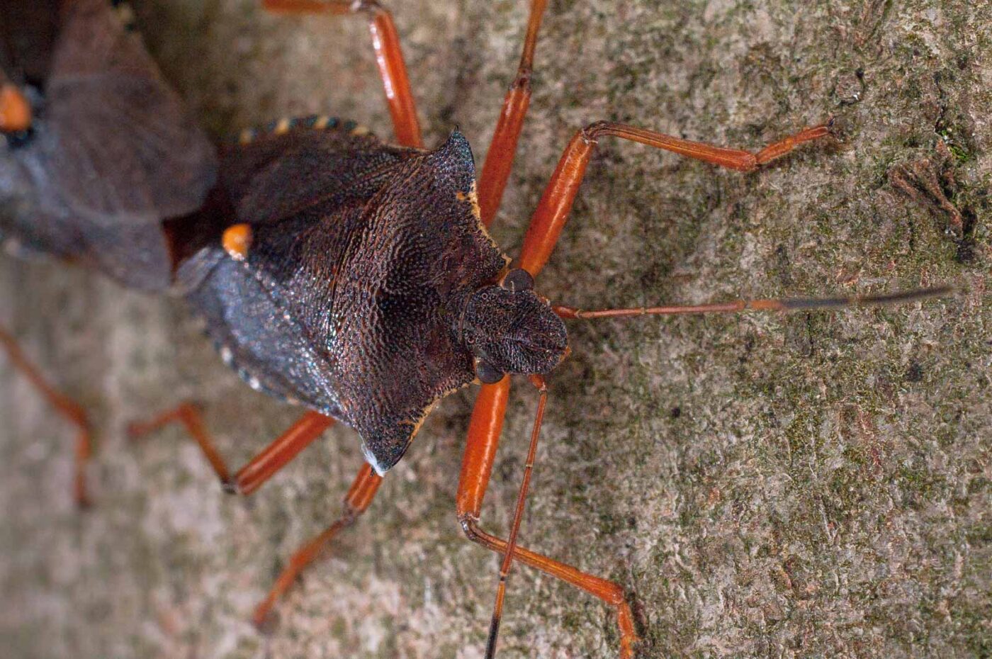 2017-07-31 - NSG Brandheide Recklinghausen