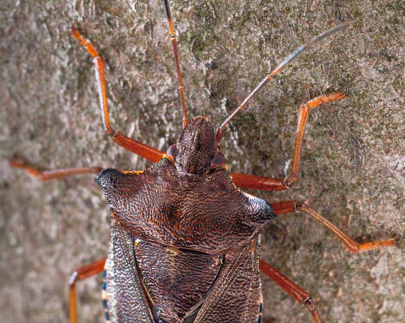 2017-07-31 - NSG Brandheide Recklinghausen