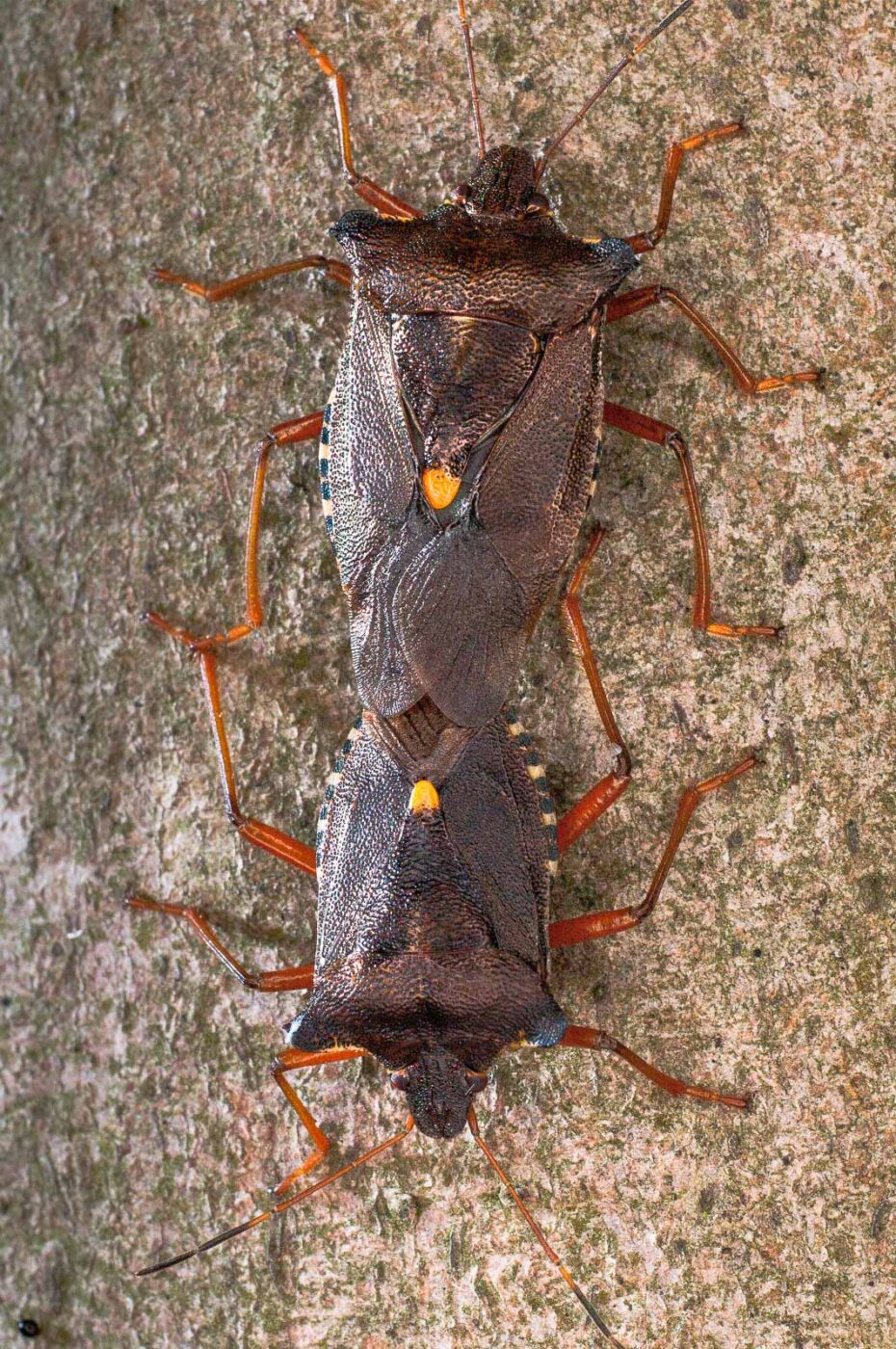 2017-07-31 - NSG Brandheide Recklinghausen