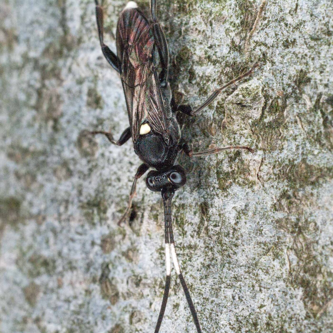 2017-07-31 - NSG Brandheide Recklinghausen