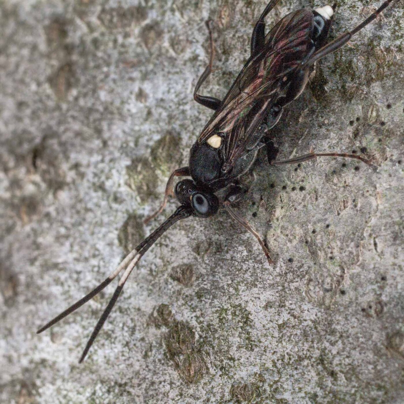 2017-07-31 - NSG Brandheide Recklinghausen