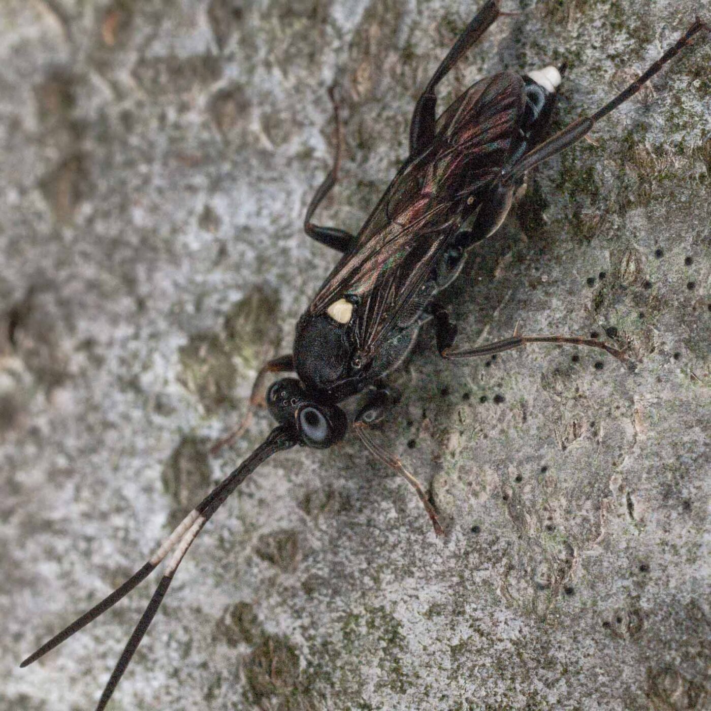 2017-07-31 - NSG Brandheide Recklinghausen