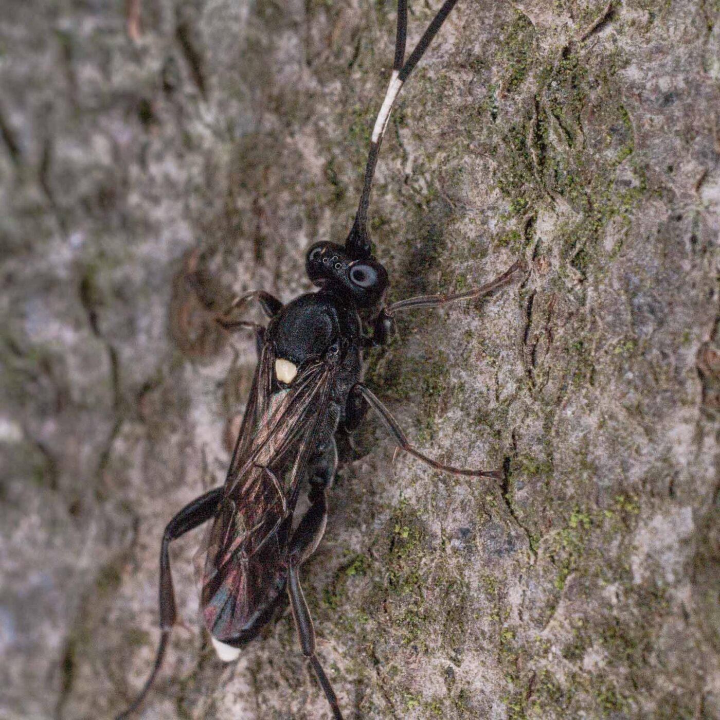 2017-07-31 - NSG Brandheide Recklinghausen