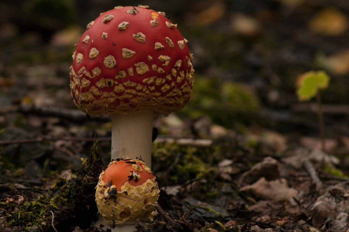 2017-09-25 - NSG Halde Zollverein