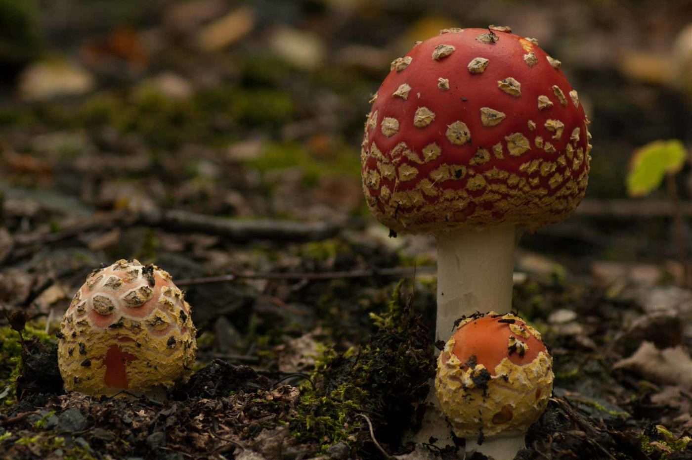 2017-09-25 - NSG Halde Zollverein