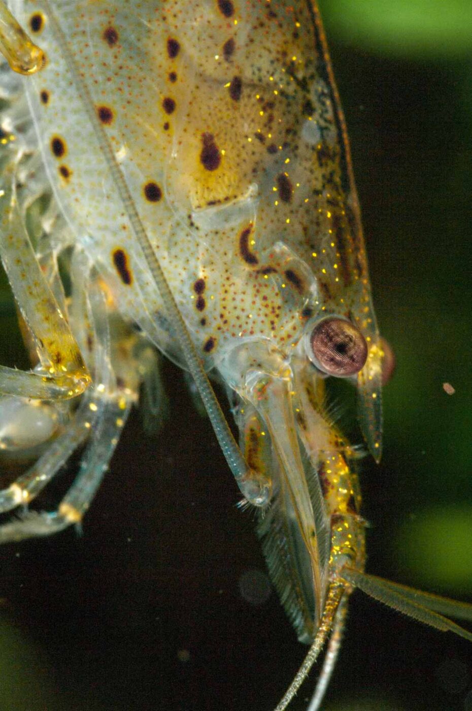 2018-08-17 - RE-Sidenzia auf'm BallKong