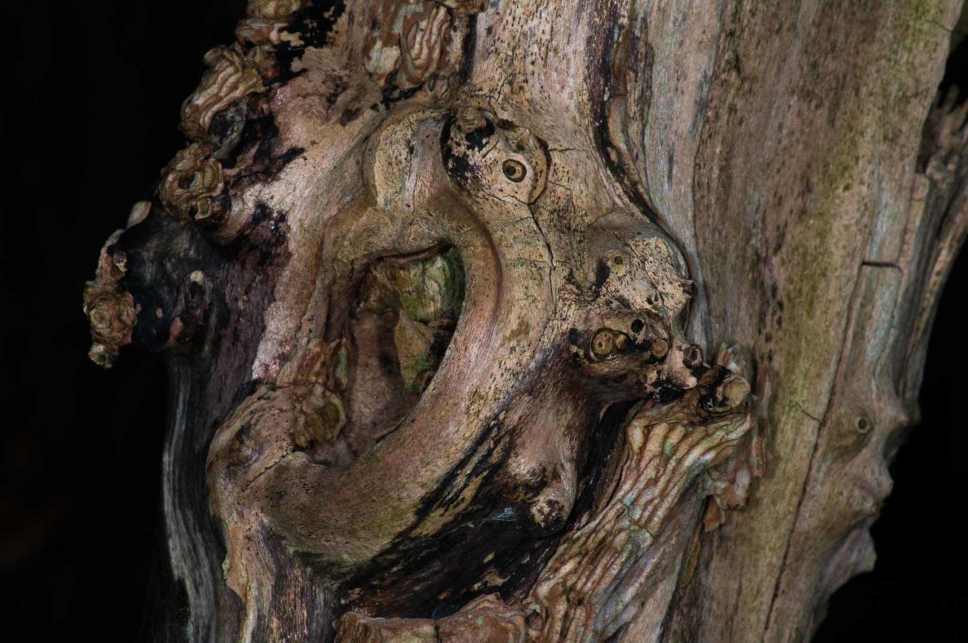 2018-11-03 - NSG Klöppersberg C-R