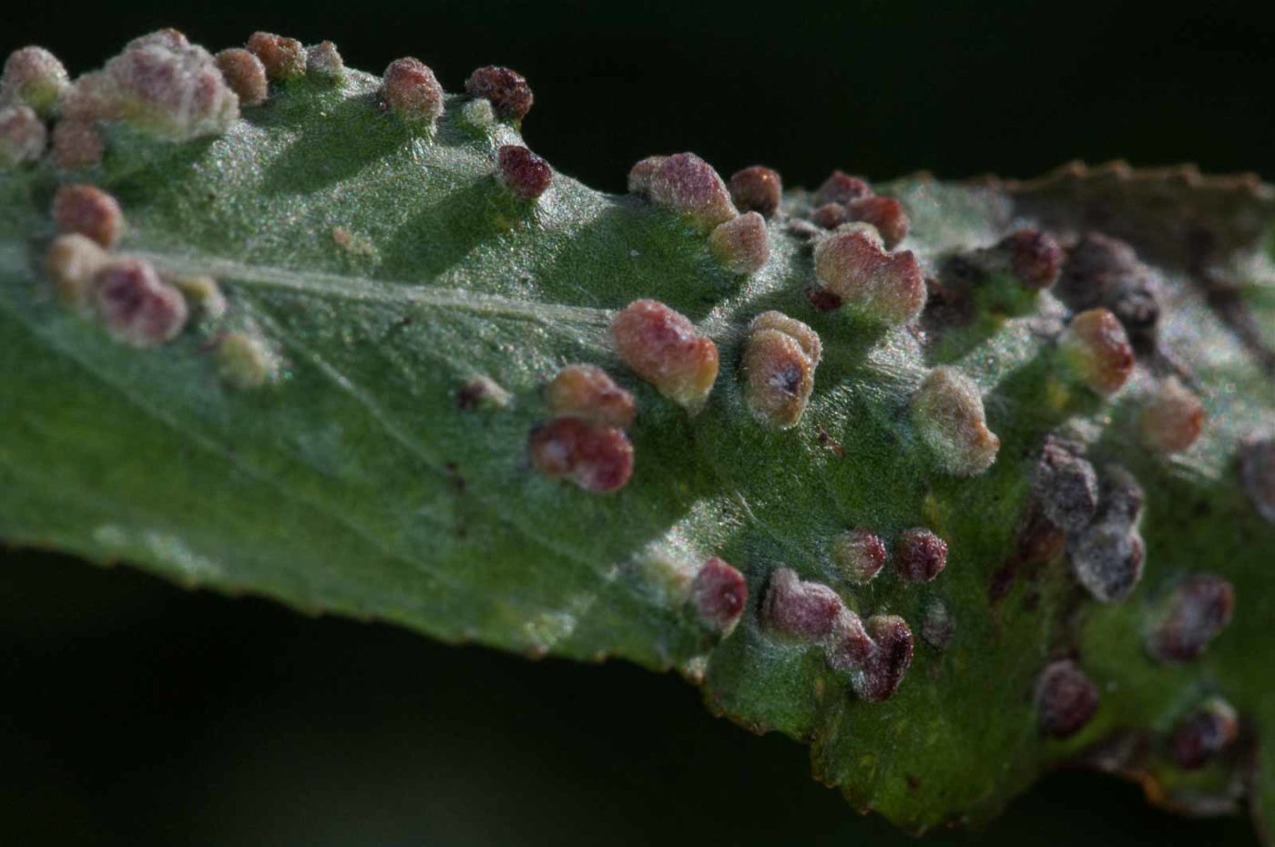 2018-11-03 - NSG Klöppersberg C-R