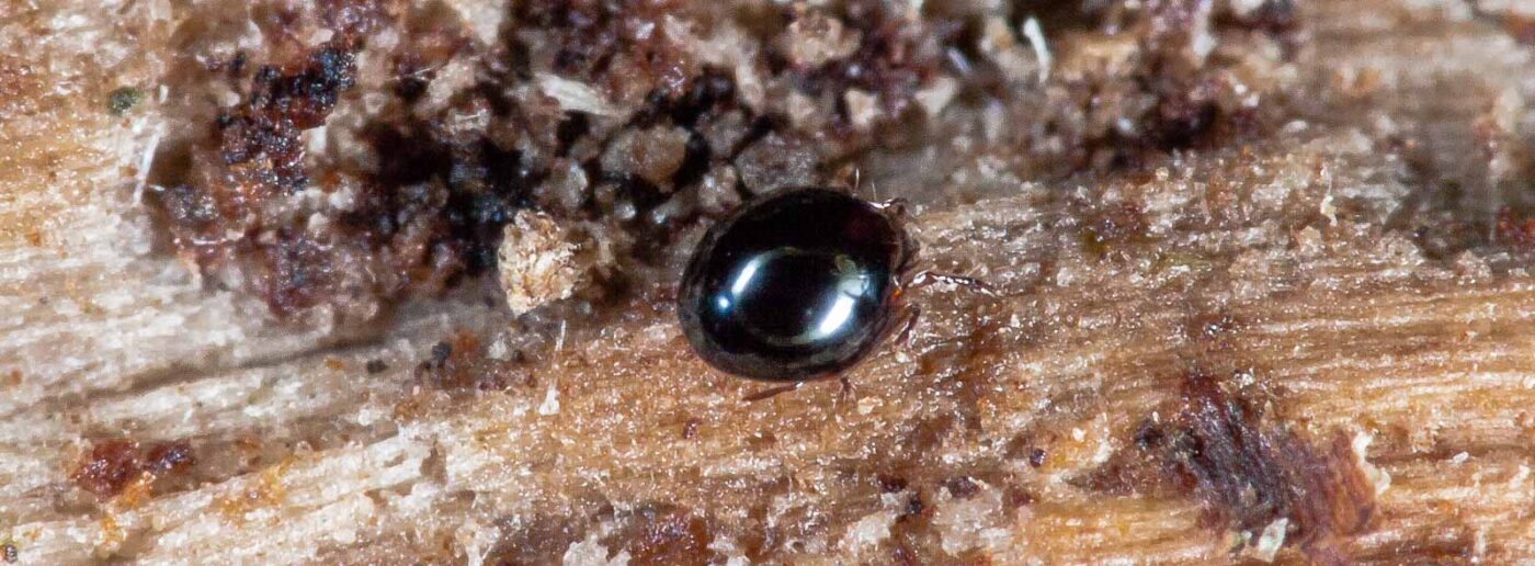 2018-11-03 - NSG Klöppersberg C-R