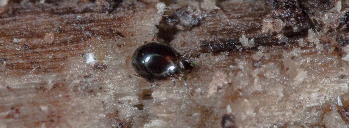 2018-11-03 - NSG Klöppersberg C-R