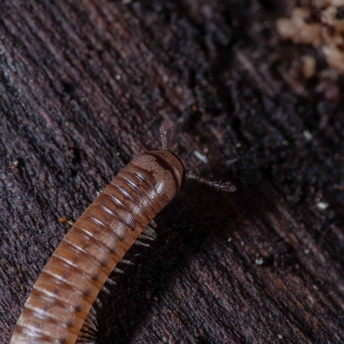 2018-11-03 - NSG Klöppersberg C-R