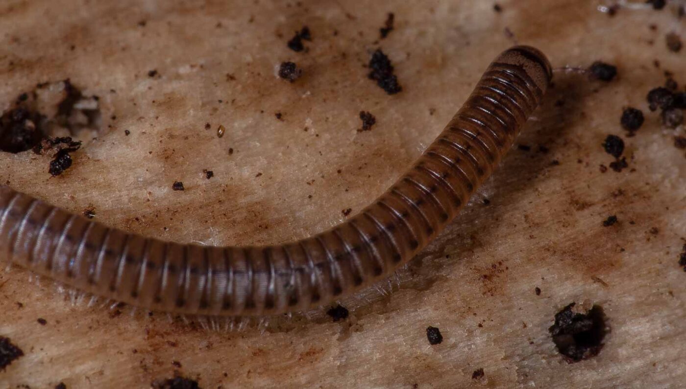 2018-11-03 - NSG Klöppersberg C-R