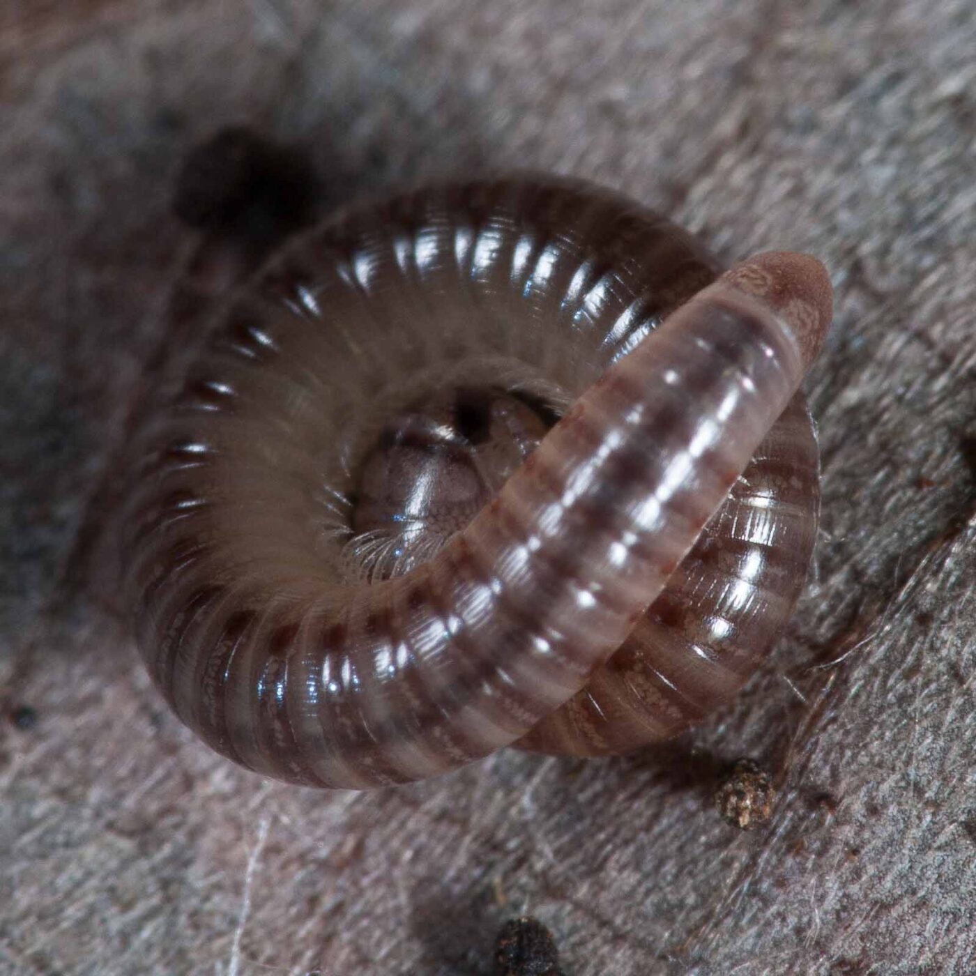 2018-11-03 - NSG Klöppersberg C-R