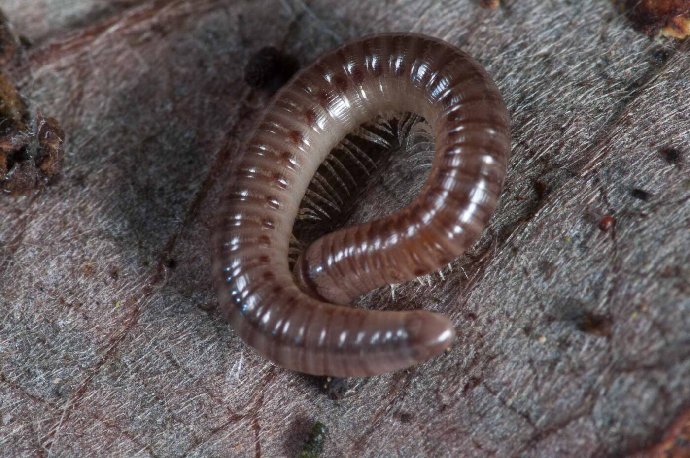 2018-11-03 - NSG Klöppersberg C-R