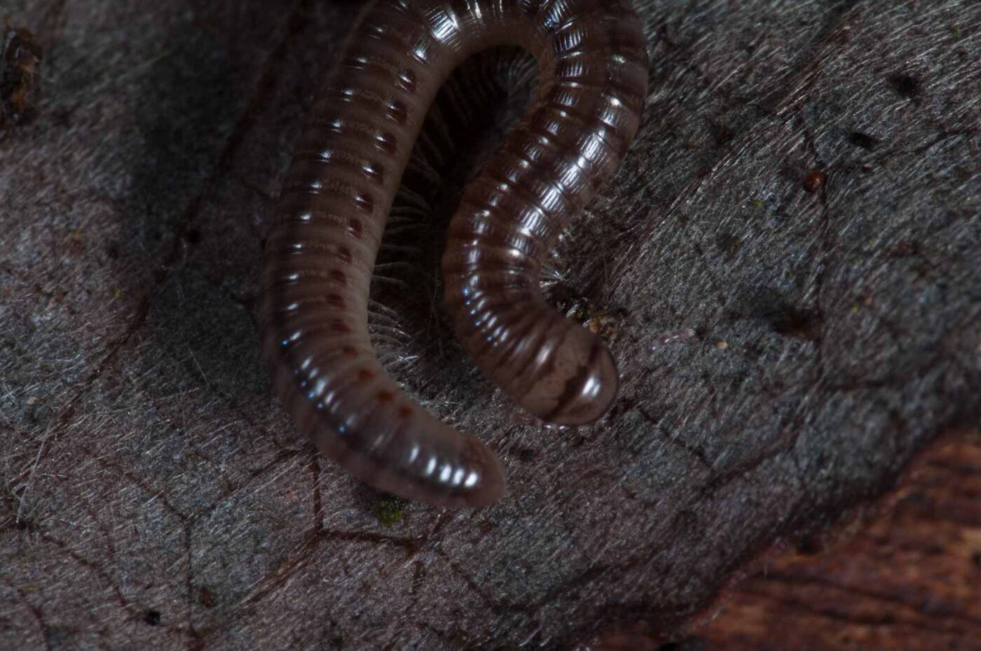 2018-11-03 - NSG Klöppersberg C-R