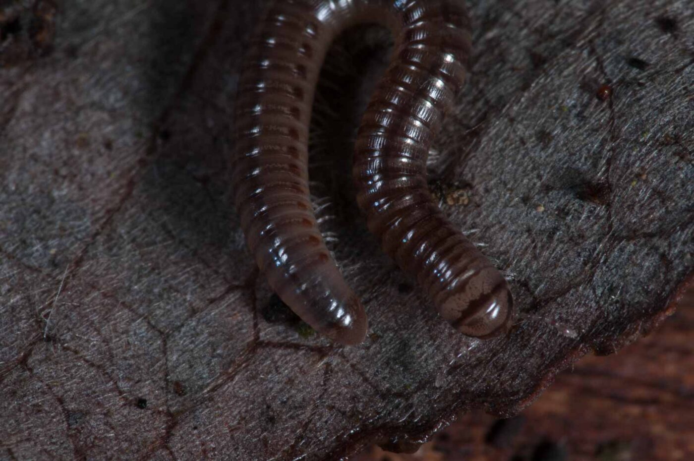 2018-11-03 - NSG Klöppersberg C-R