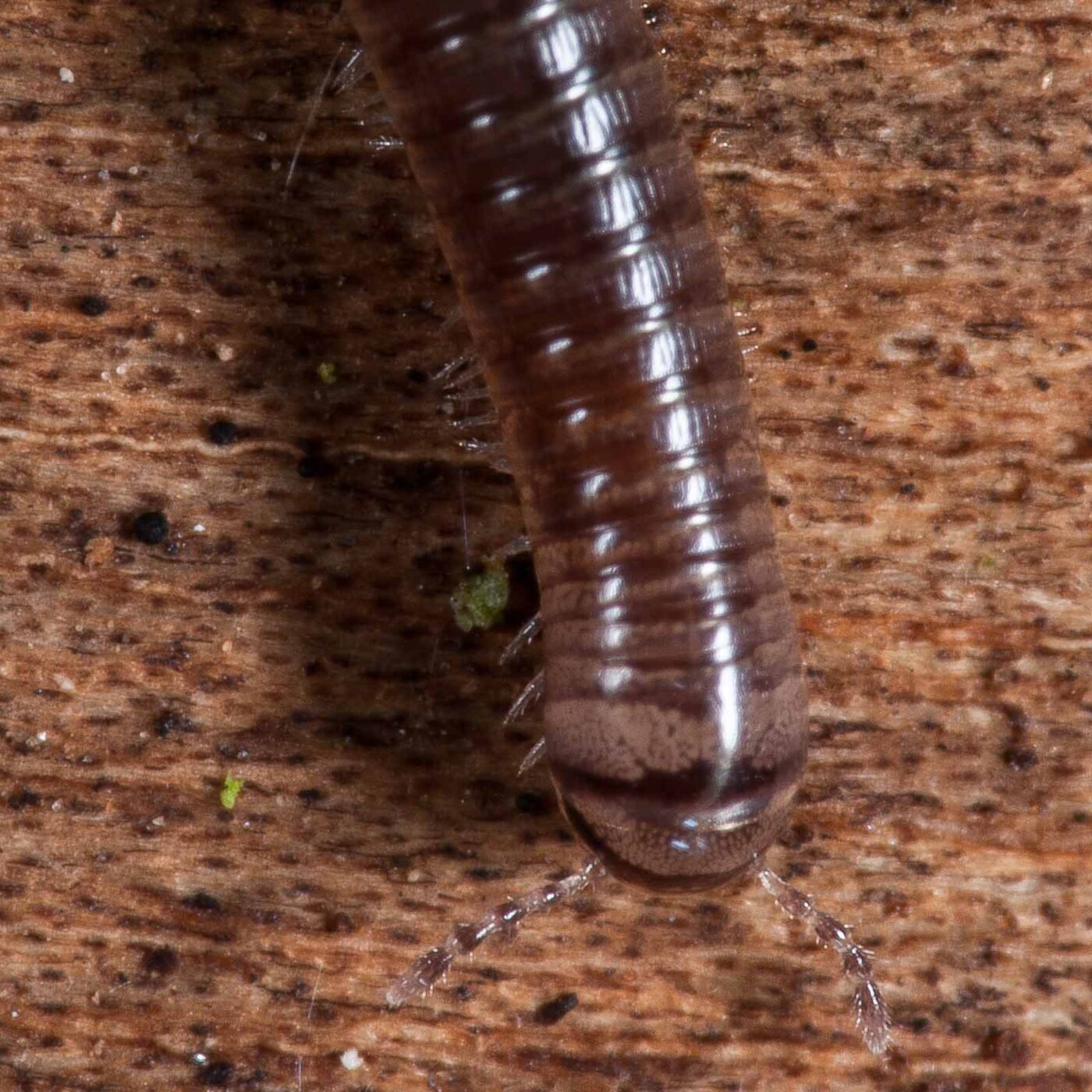 2018-11-03 - NSG Klöppersberg C-R