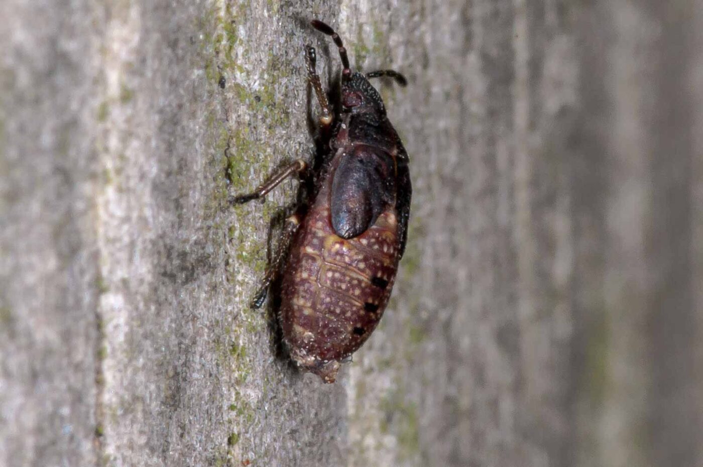 2018-11-06 - NSG Brandheide Recklinghausen