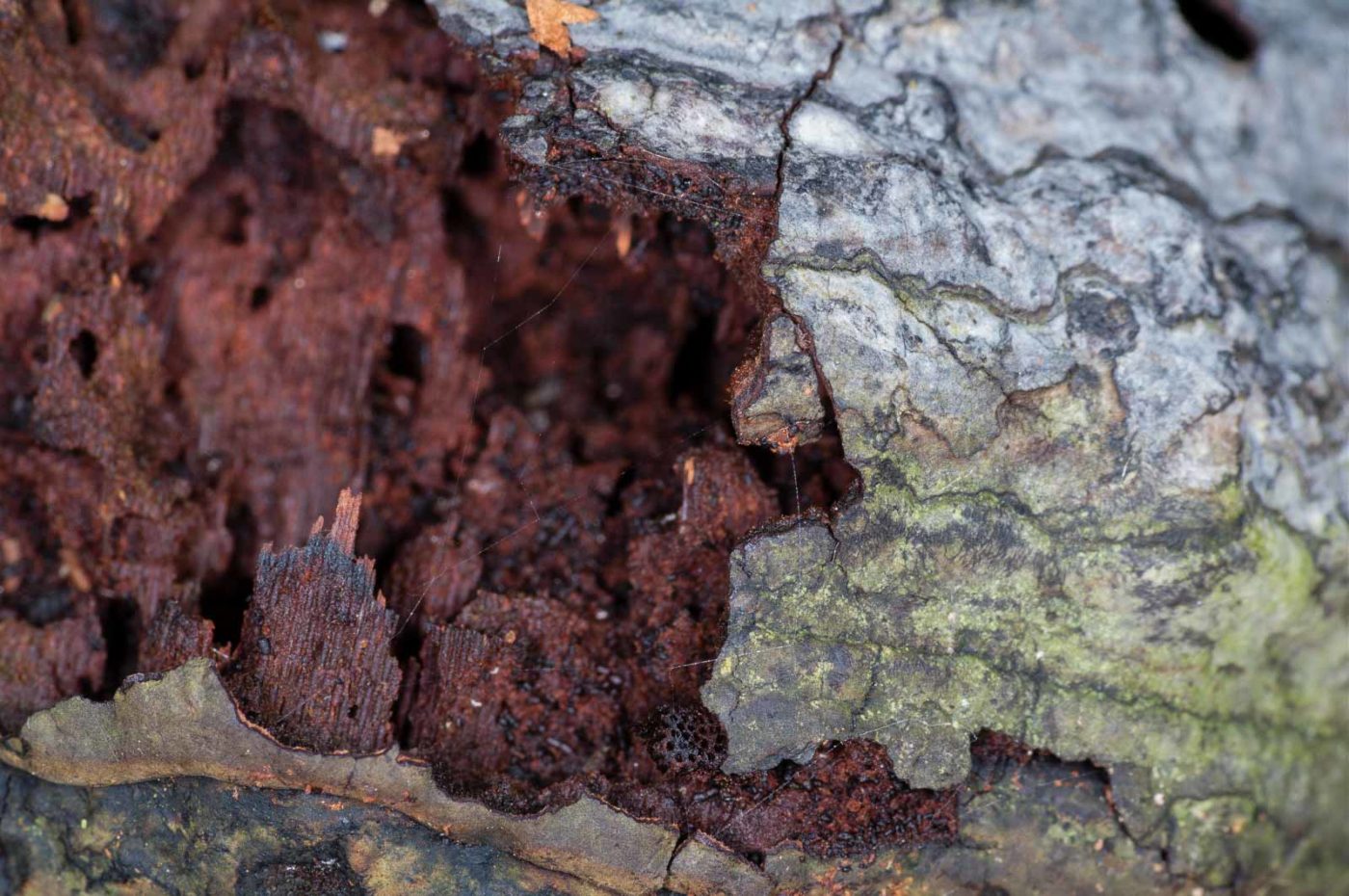 2018-11-07 - NSG Brandheide Recklinghausen