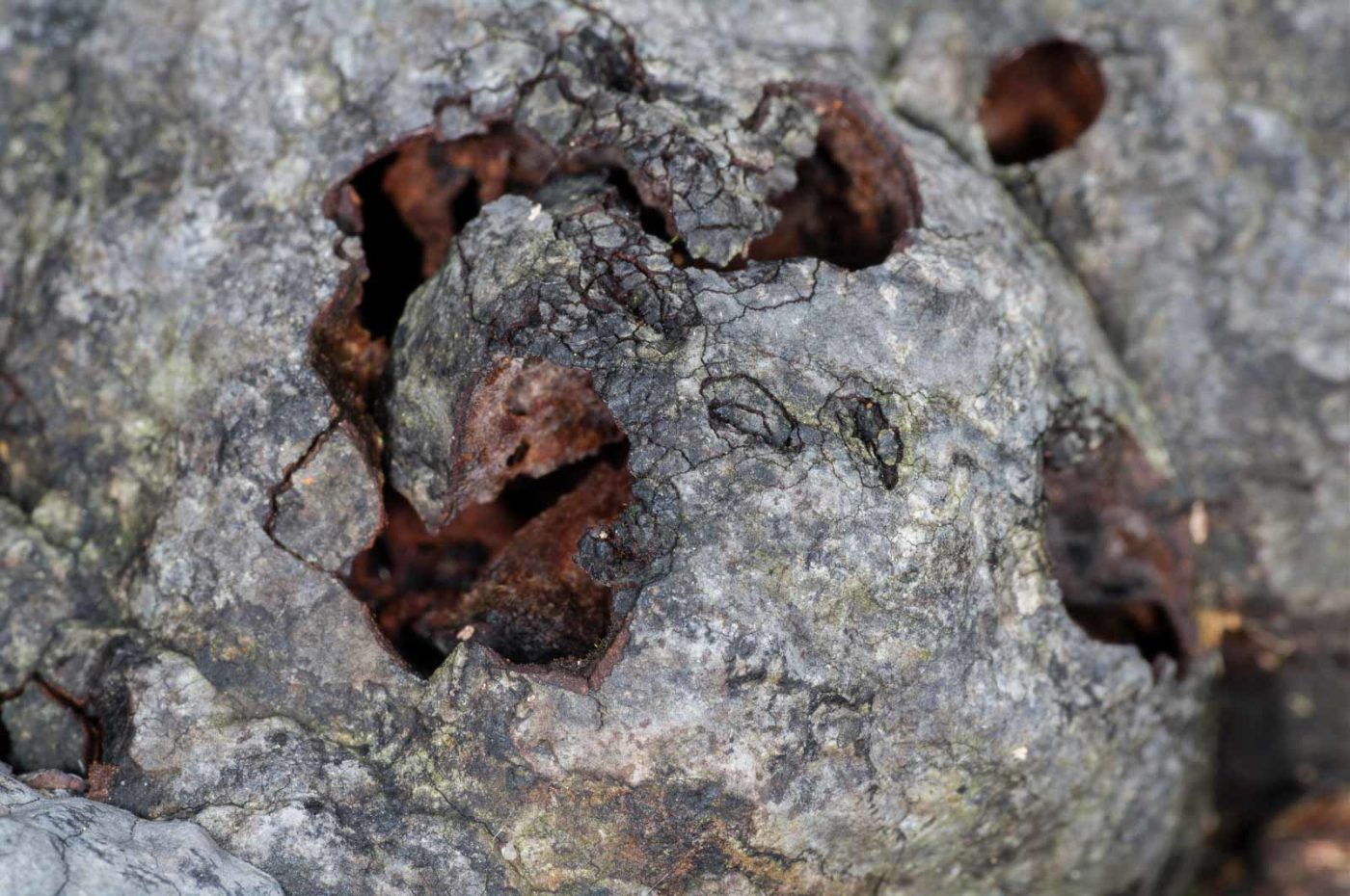 2018-11-07 - NSG Brandheide Recklinghausen