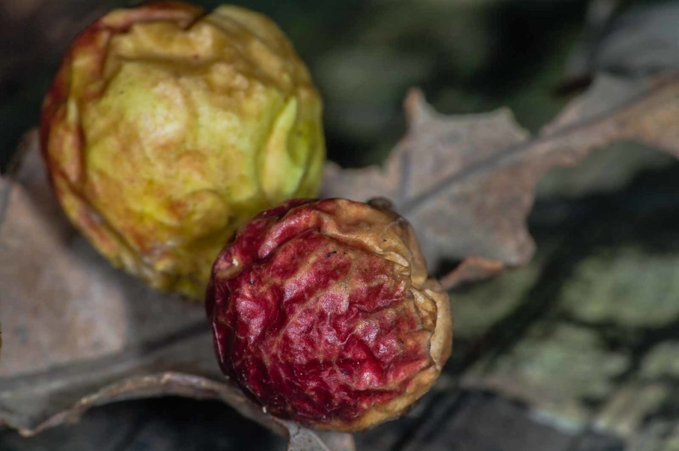 2018-11-07 - NSG Brandheide Recklinghausen