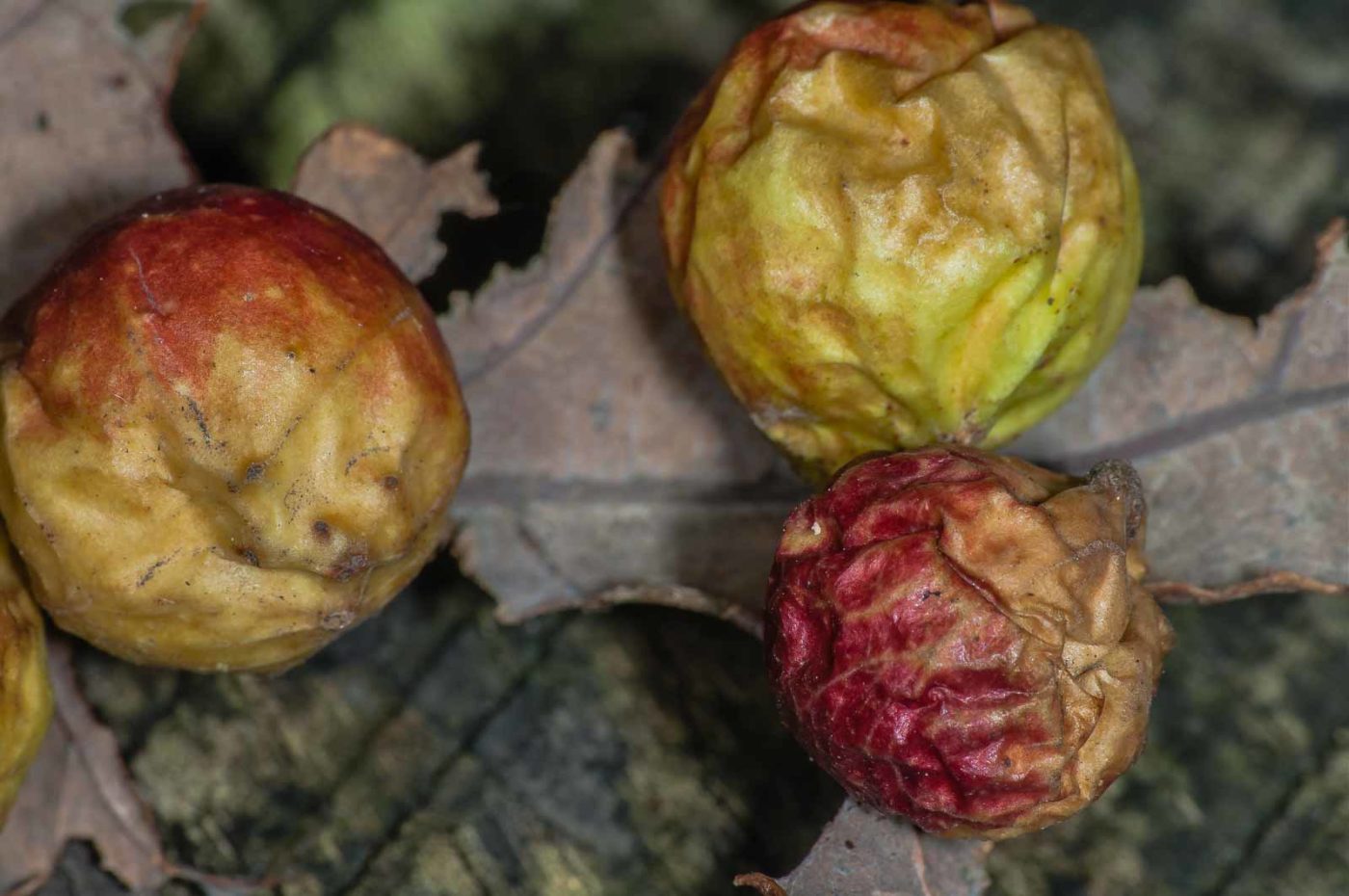 2018-11-07 - NSG Brandheide Recklinghausen