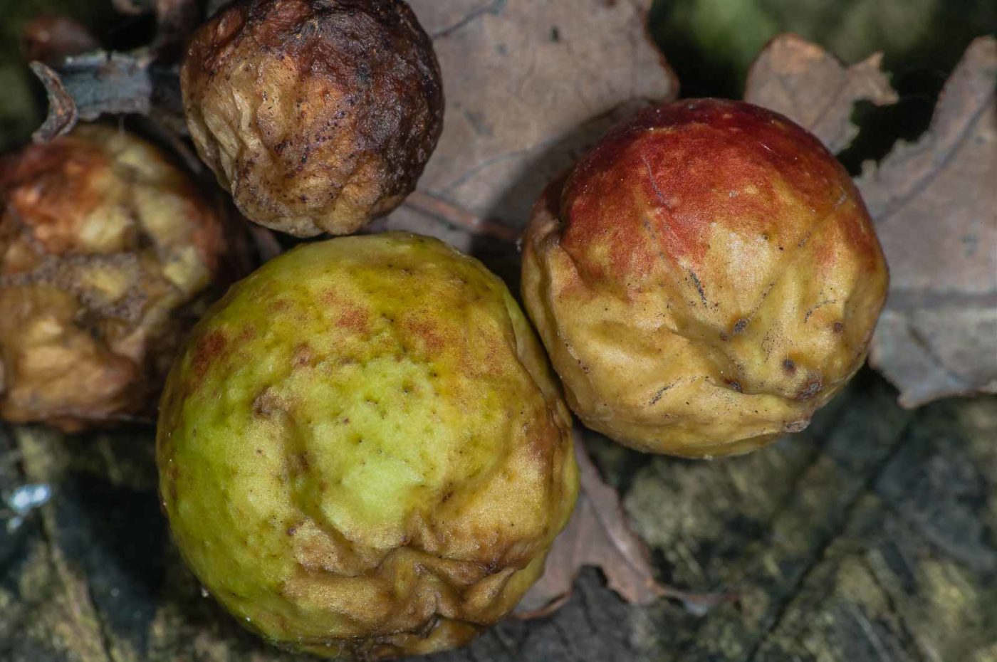 2018-11-07 - NSG Brandheide Recklinghausen