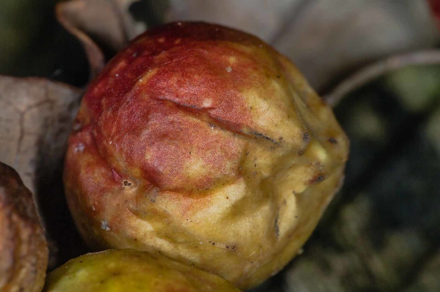 2018-11-07 - NSG Brandheide Recklinghausen