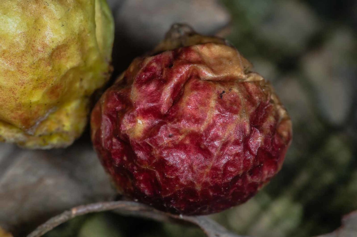 2018-11-07 - NSG Brandheide Recklinghausen