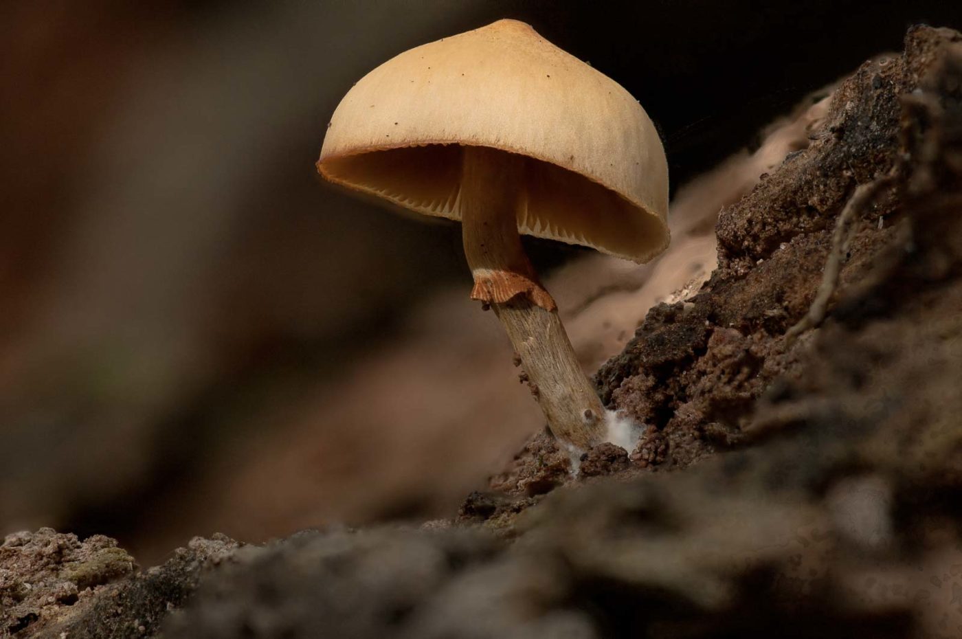 2018-11-09 - NSG Klöppersberg C-R