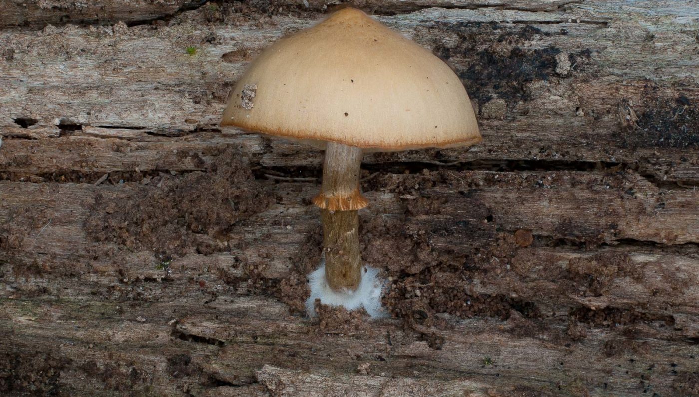 2018-11-09 - NSG Klöppersberg C-R