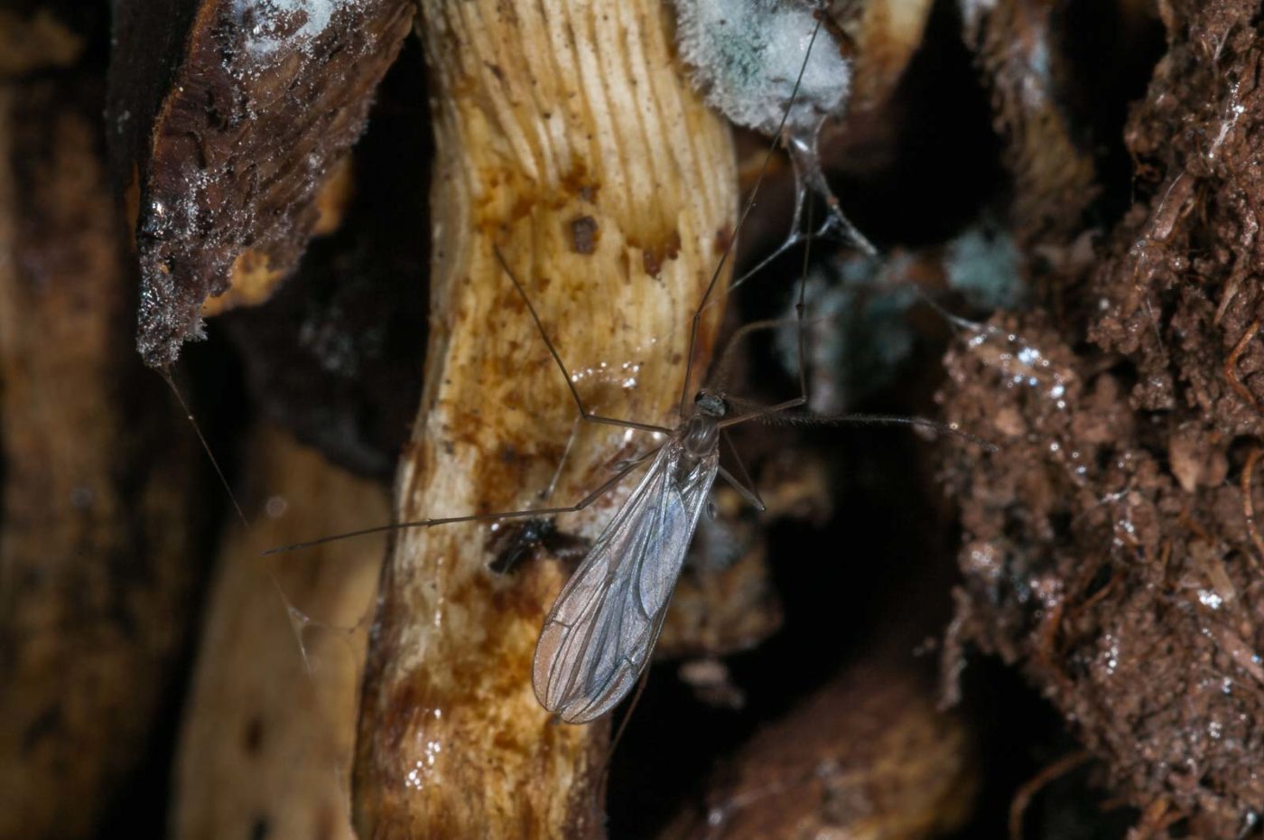 2018-11-09 - NSG Klöppersberg C-R