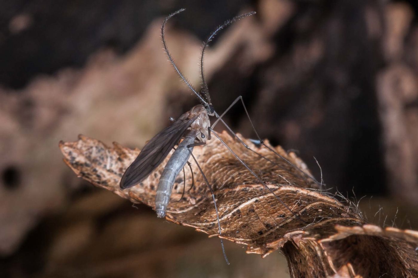 2018-11-09 - NSG Klöppersberg C-R