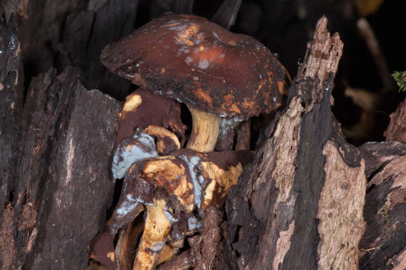 2018-11-09 - NSG Klöppersberg C-R