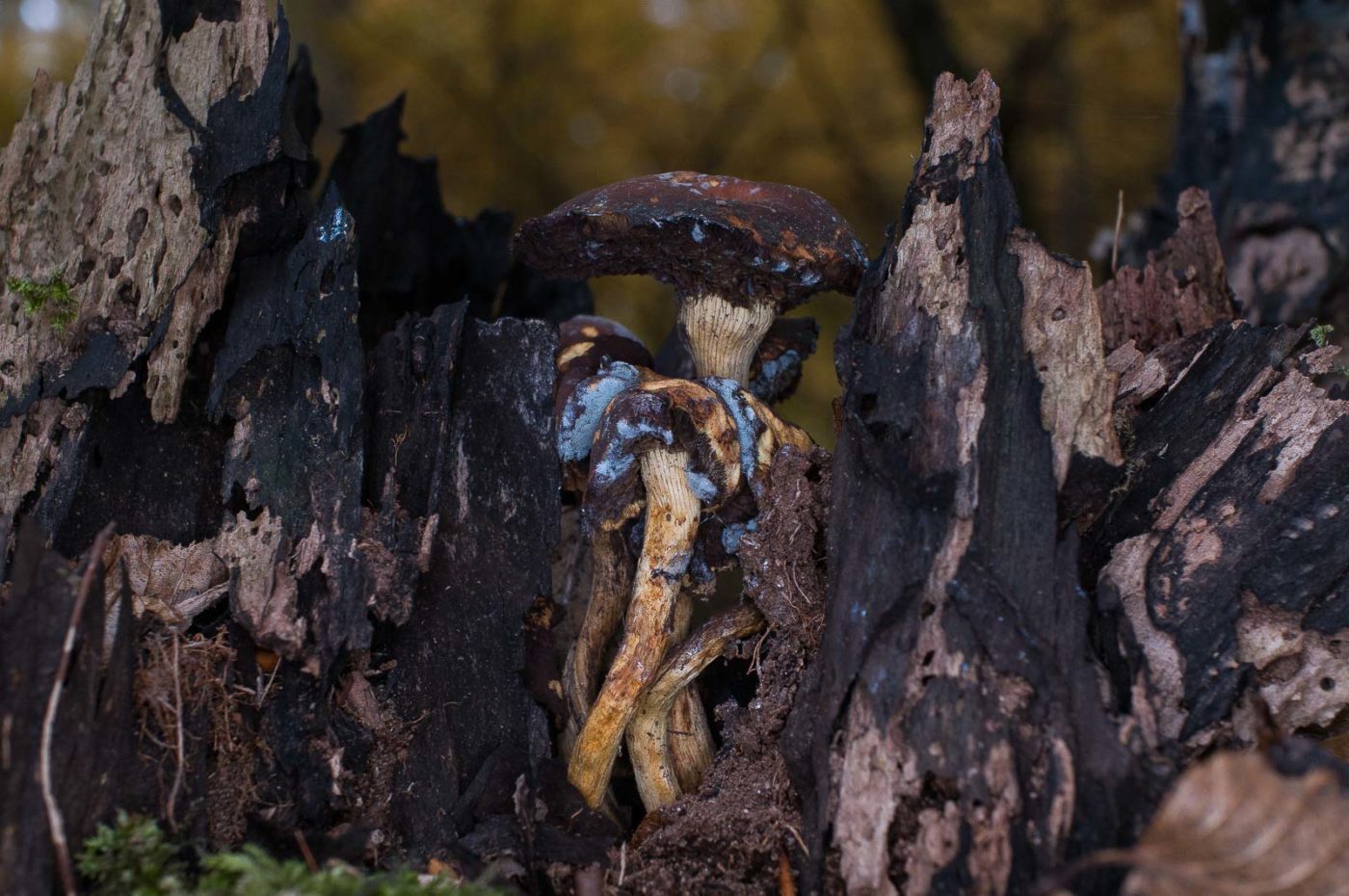 2018-11-09 - NSG Klöppersberg C-R