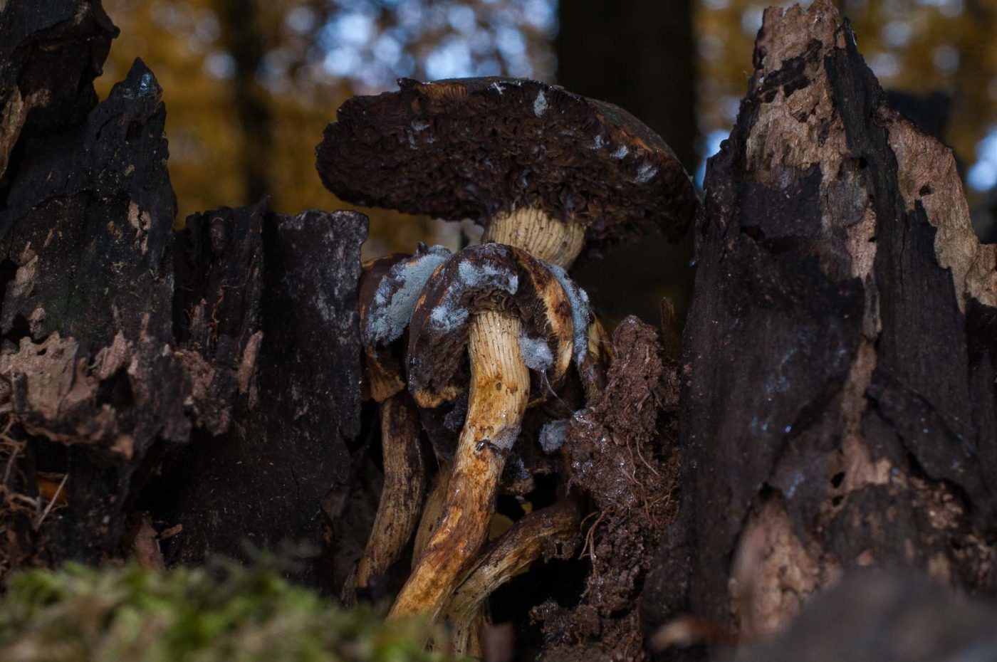 2018-11-09 - NSG Klöppersberg C-R